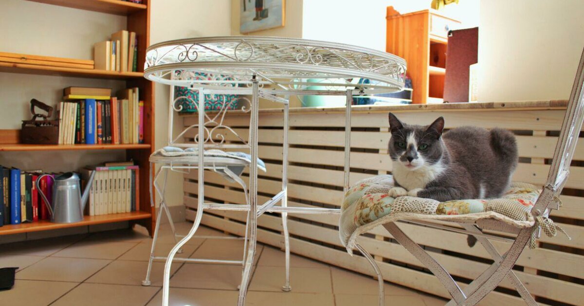 Котокафе Котиссимо фото 19