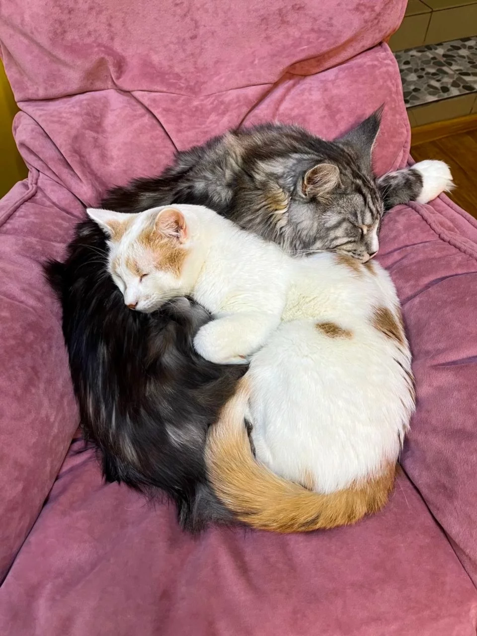 Интерьер/Экстерьер/Банкетная зона/Бар/Стол для двоих/Вход/Главный зал/Lounge зона антикафе The кошки фото