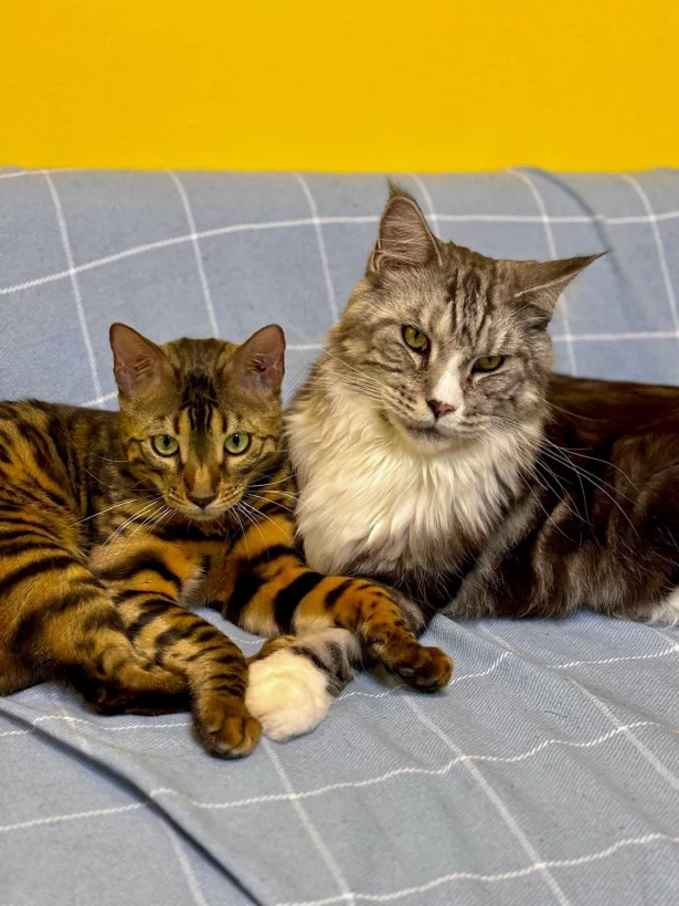 Интерьер/Экстерьер/Банкетная зона/Бар/Стол для двоих/Вход/Главный зал/Lounge зона антикафе The кошки фото