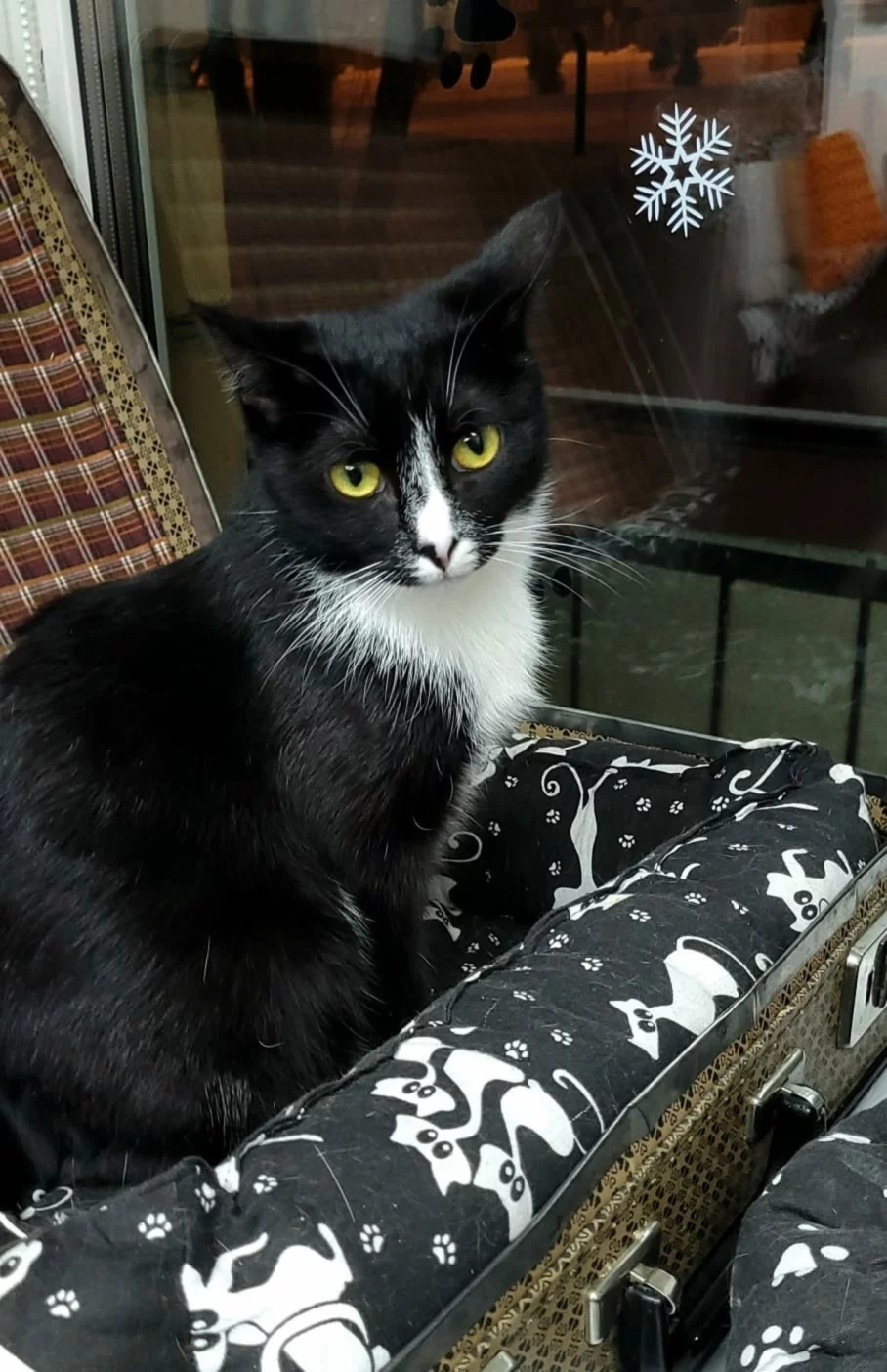 Интерьер/Экстерьер/Банкетная зона/Бар/Стол для двоих/Вход/Главный зал/Lounge зона антикафе Коты и ты фото