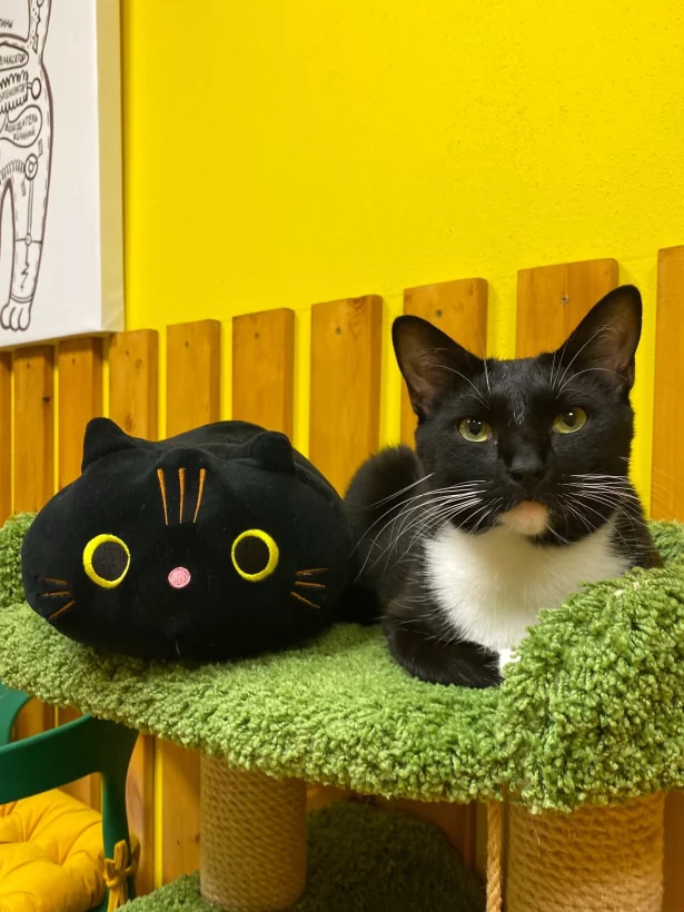 Интерьер/Экстерьер/Банкетная зона/Бар/Стол для двоих/Вход/Главный зал/Lounge зона антикафе The кошки фото